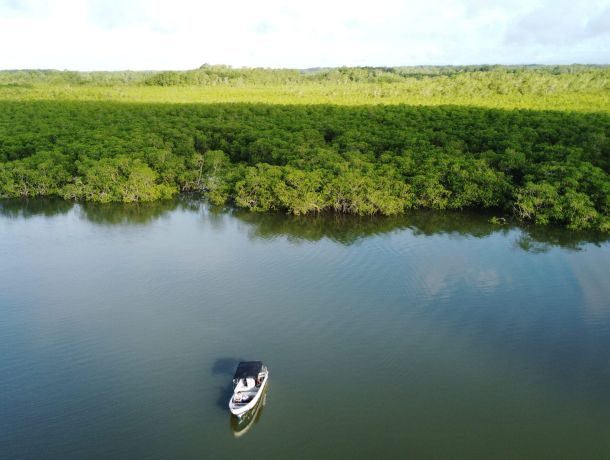 Manglares Panamá: Concesión administrativa en áreas protegidas image