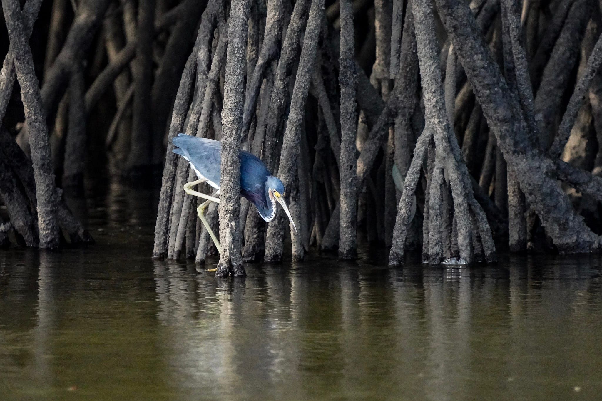 Ley de Derechos de la Naturaleza: Defendiendo los manglares de Panamá image
