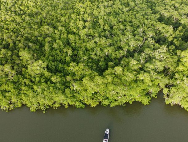 Greenwashing: la industria del discurso verde image