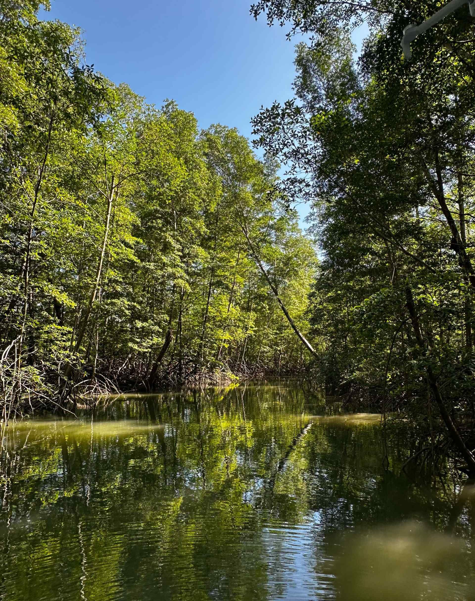 Mangrove trees to the side of one of the David Mangrove's canals.