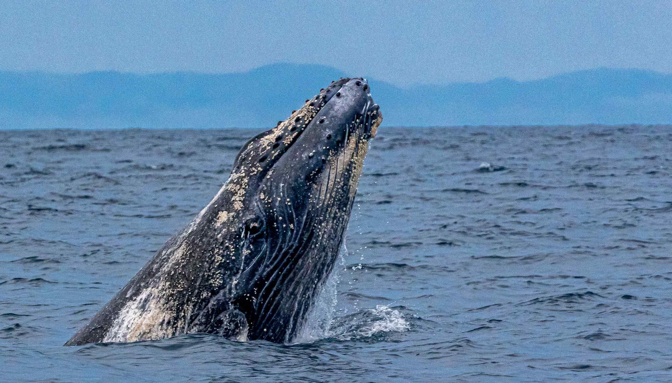 A humpback whale breaches the surface in the Chiriqui Gulf. The humpback whale is one of the species that stands to be affected if Puerto Baru is built in David. Photo: courtesy Eduardo Estrada.