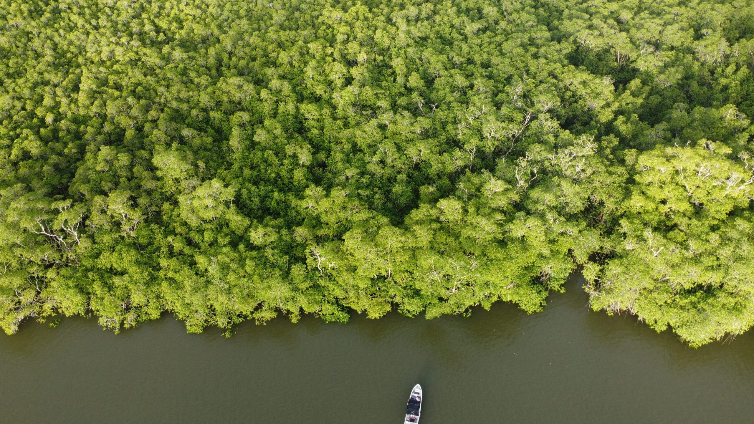 Greenwashing: la industria del discurso verde image