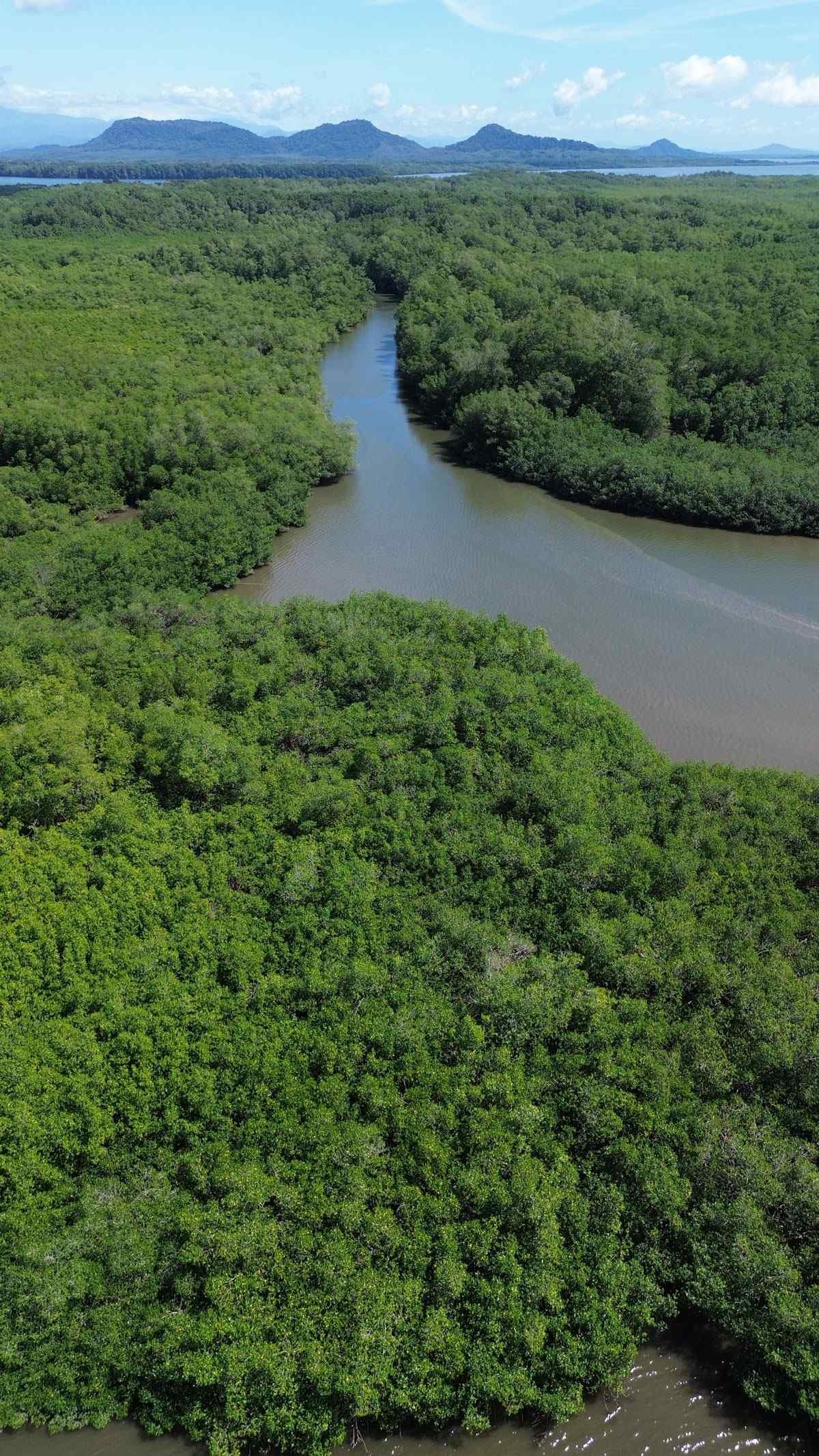 Aerial view of a canal traversing the David Mangroves.