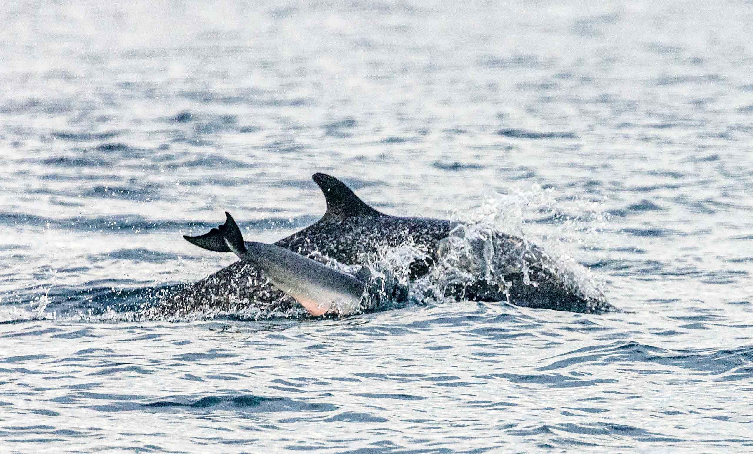 A dolphin and its cub in the Chiriqui Gulf. Their habitat could be severely disrupted by the construction of Puerto Baru.