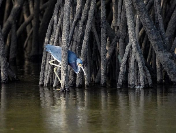 Ley de Derechos de la Naturaleza: Defendiendo los manglares de Panamá image