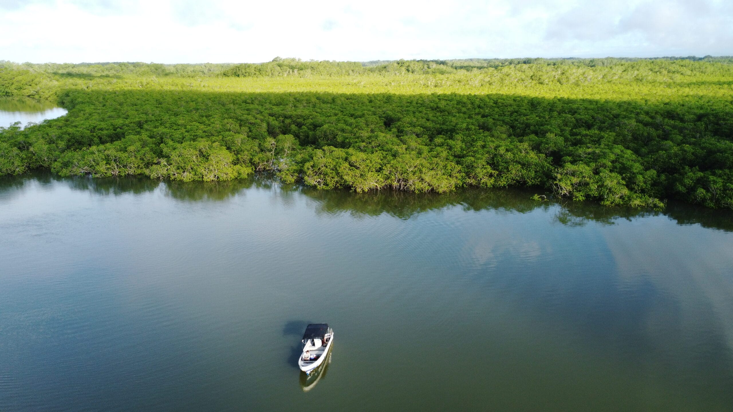 Manglares Panamá: Concesión administrativa en áreas protegidas image