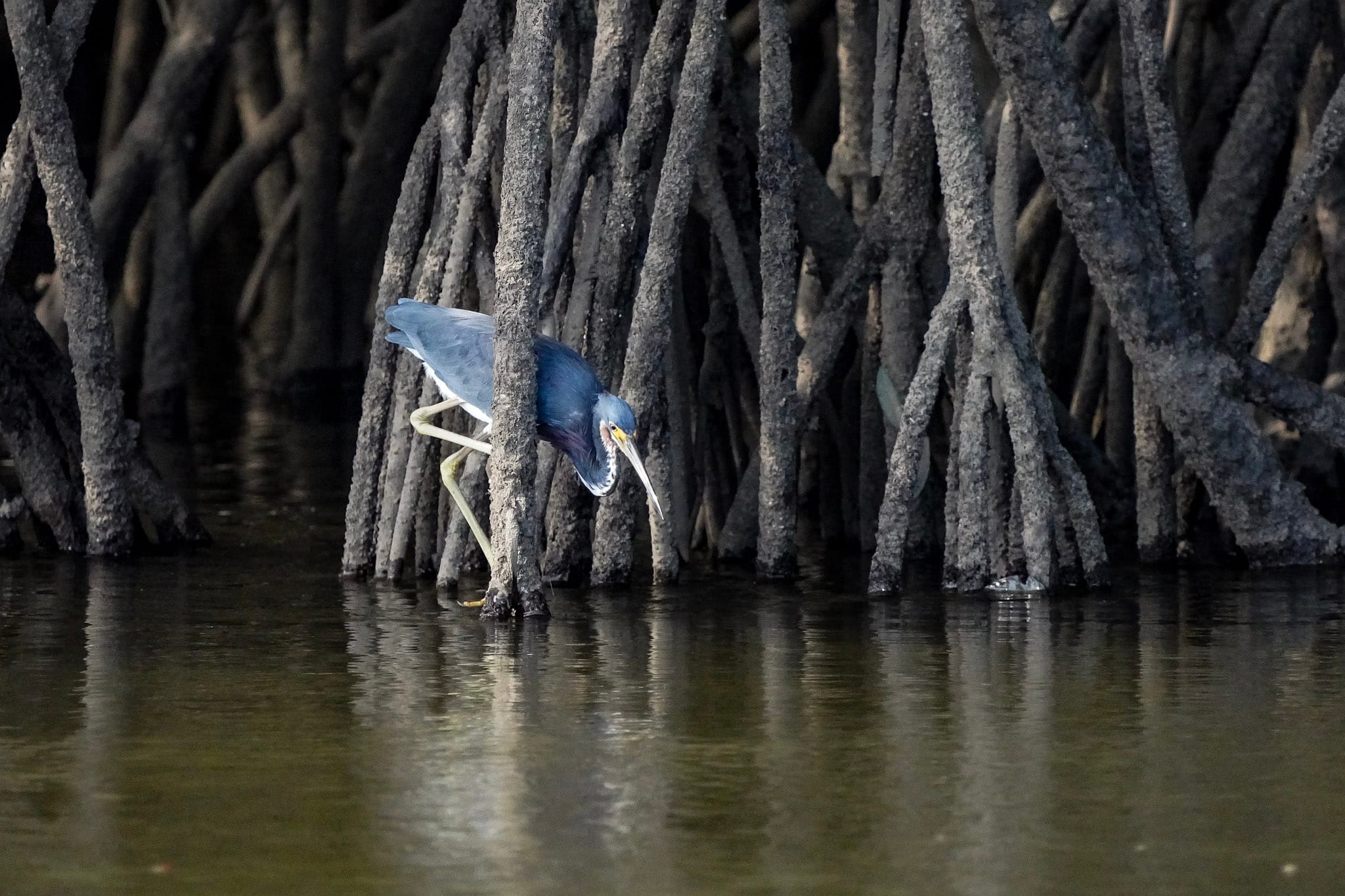 Ley de Derechos de la Naturaleza: Defendiendo los manglares de Panamá image