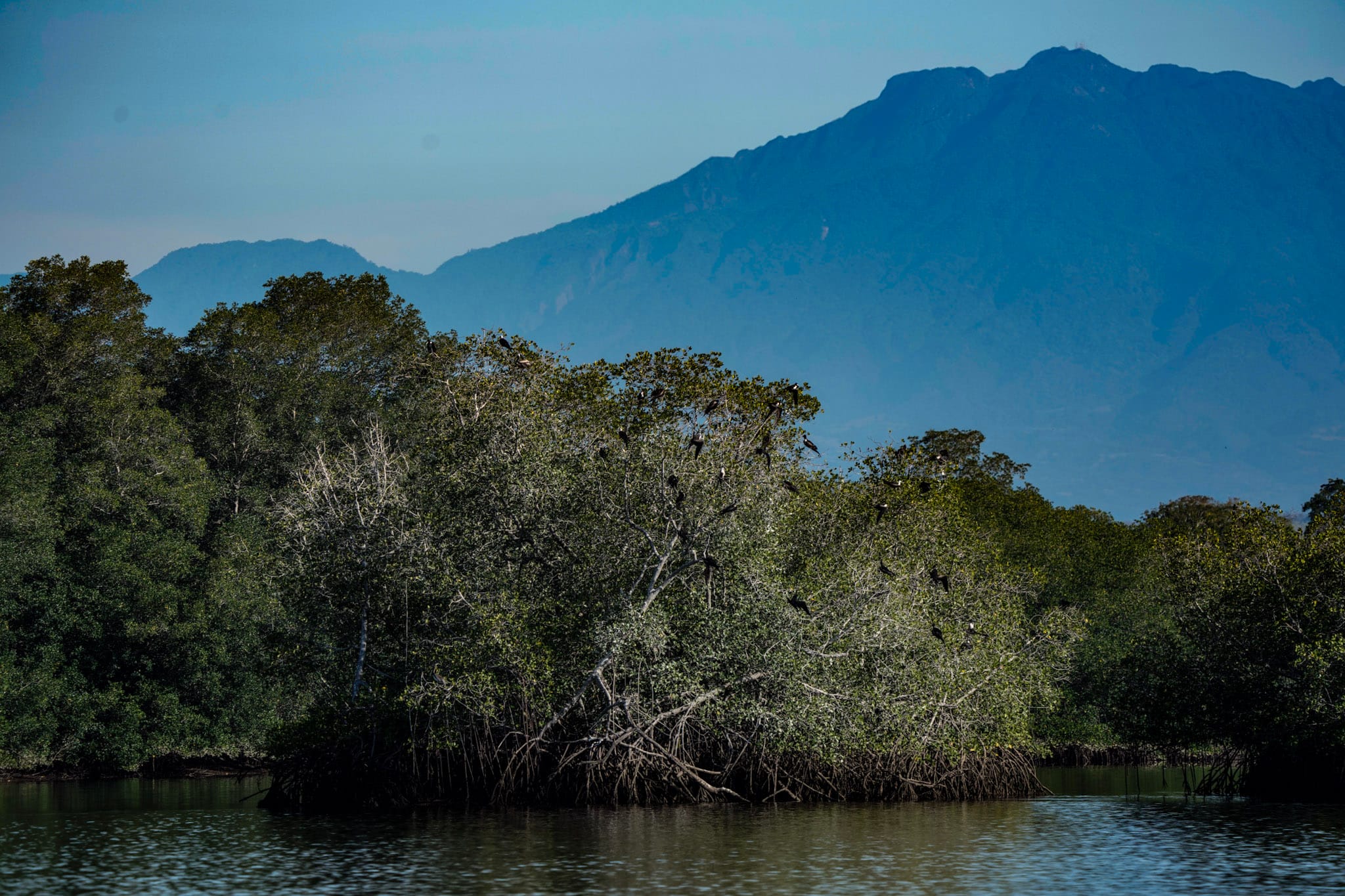 Puerto Bar&uacute; y el dragado: una amenaza directa a los manglares de David image