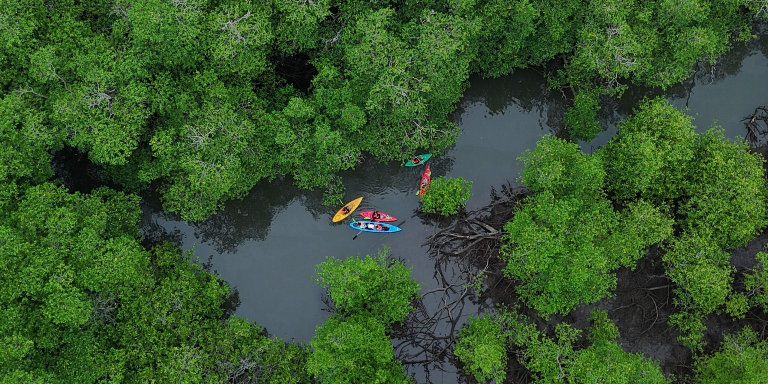¿Por qué los manglares de Chiriquí son tan importantes para Panamá? image
