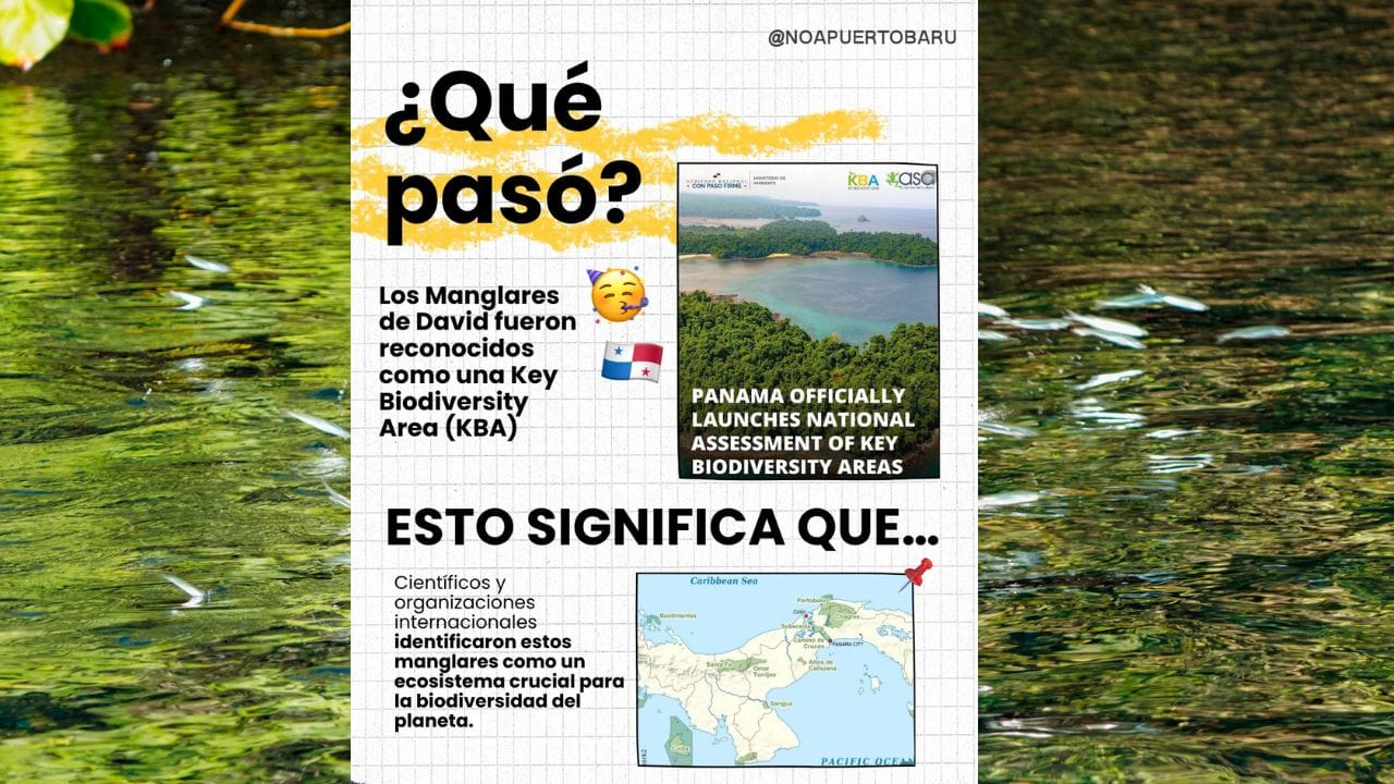 Manglares de David en Chiriquí reciben reconocimiento internacional como Key Biodiversity Area (KBA) image