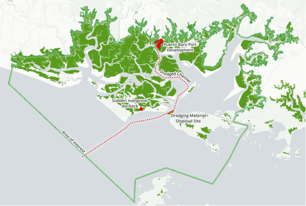 Puerto Barú Chiriquí: nueva evidencia científica alerta sobre amenazas a los manglares gigantes que protegen Panamá. image