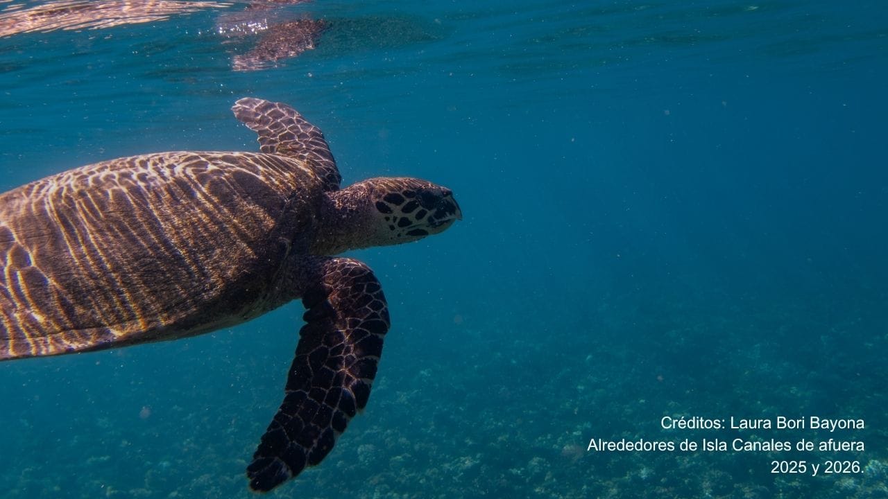 Tortuga Carey: la especie clave que conecta los arrecifes de coral y los manglares de David image