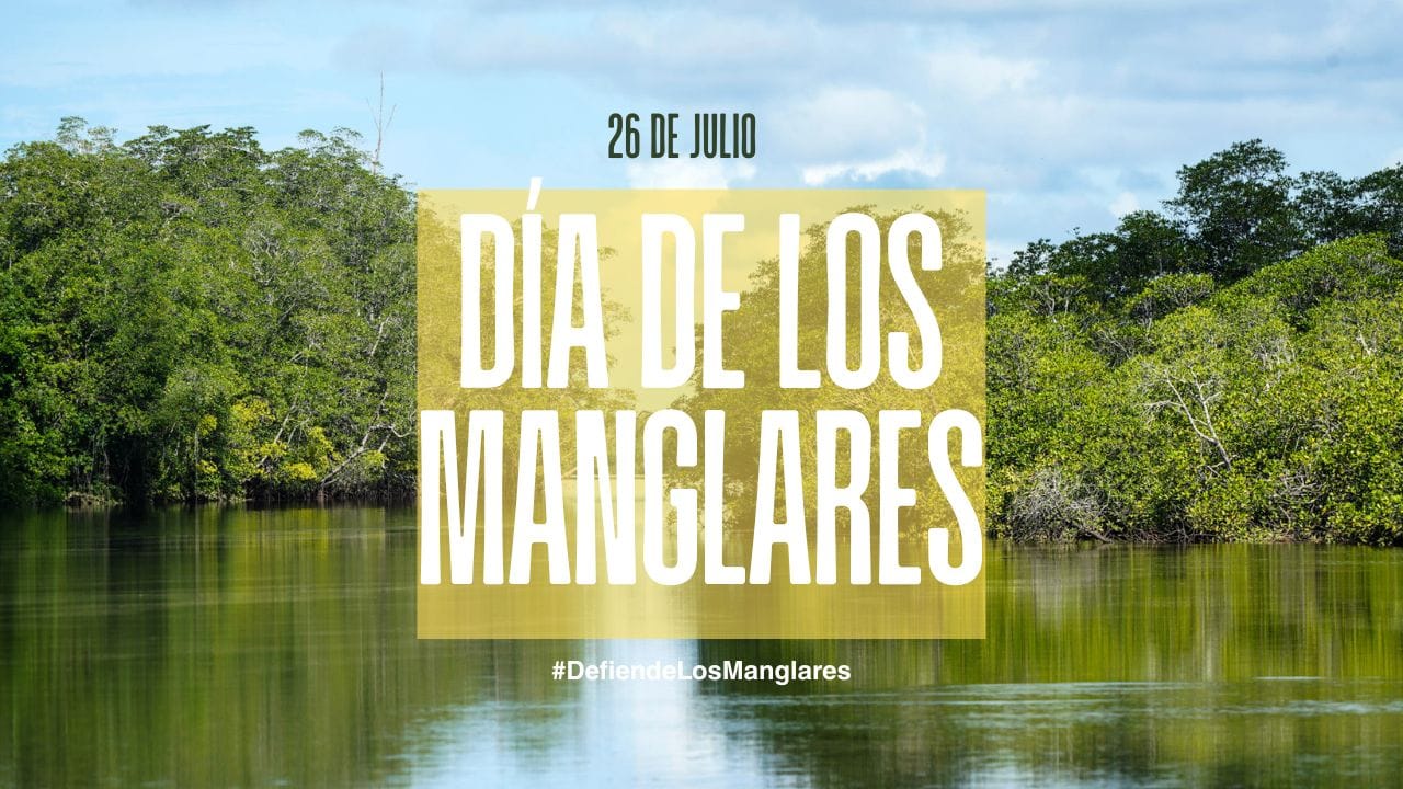 Día Internacional de los Manglares 2026: por qué proteger los Manglares de David es proteger nuestro futuro image