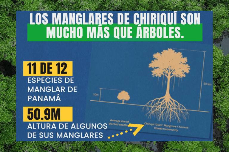 Manglares de Chiriquí: ¿estamos viendo la misma historia otra vez? image
