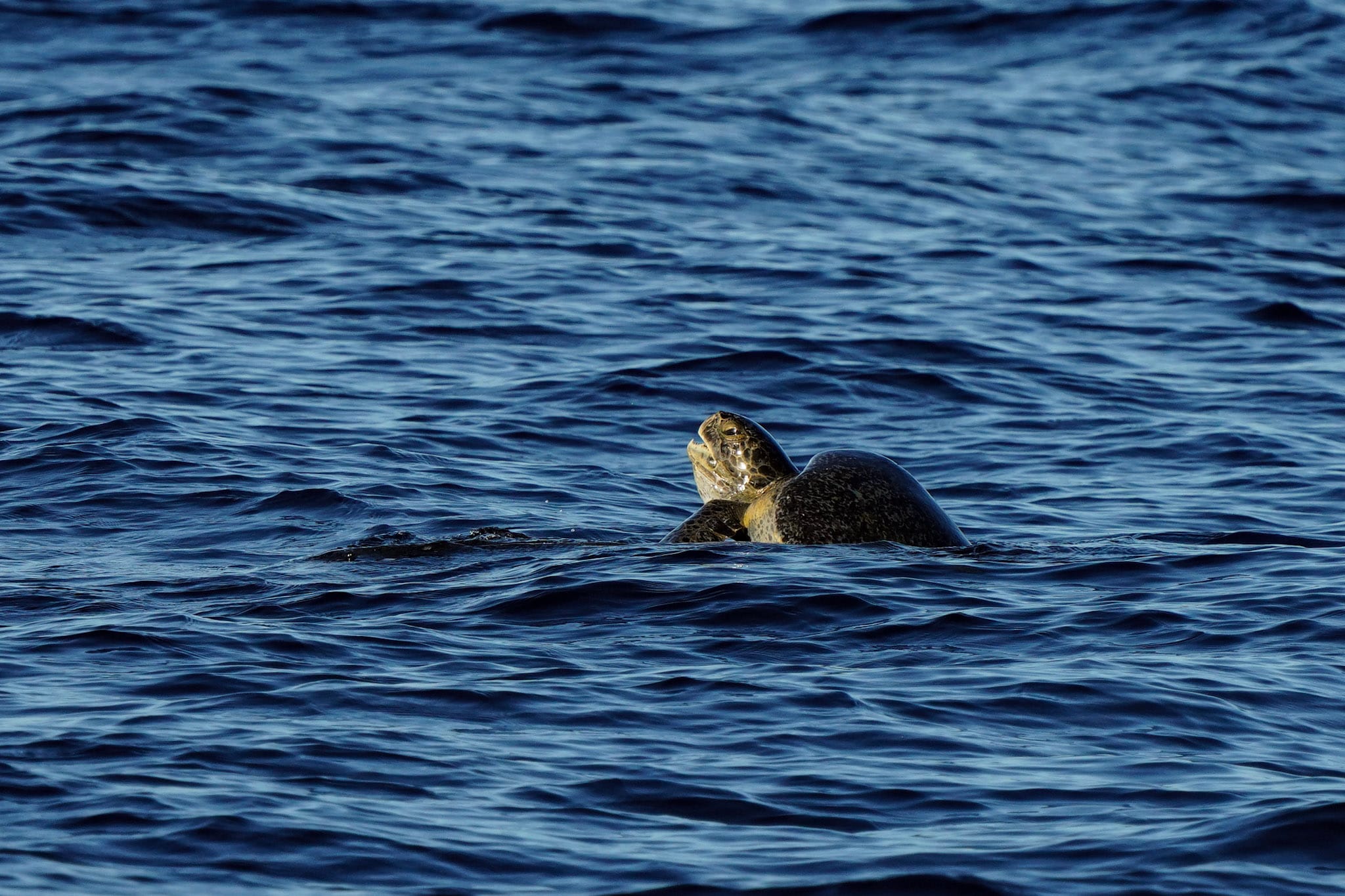 Mes de los Océanos en Panamá proteger manglares es proteger el Océano image