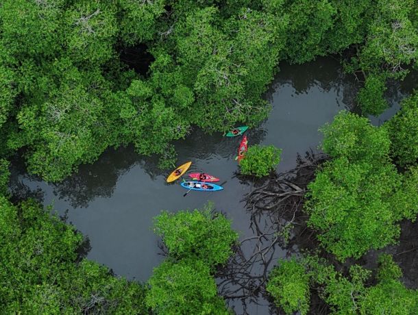 ¿Por qué los manglares de Chiriquí son tan importantes para Panamá? image