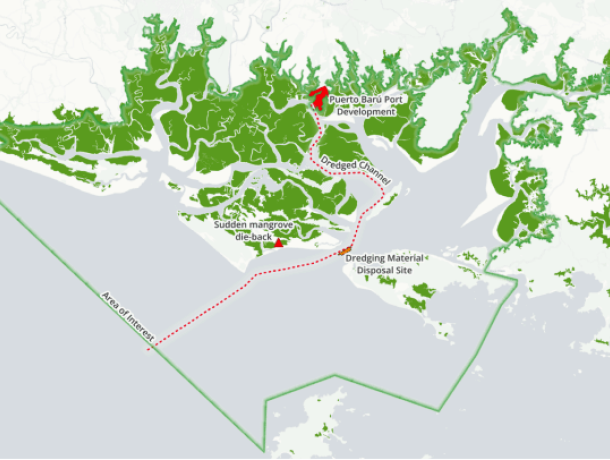 Puerto Barú Chiriquí: nueva evidencia científica alerta sobre amenazas a los manglares gigantes que protegen Panamá. image