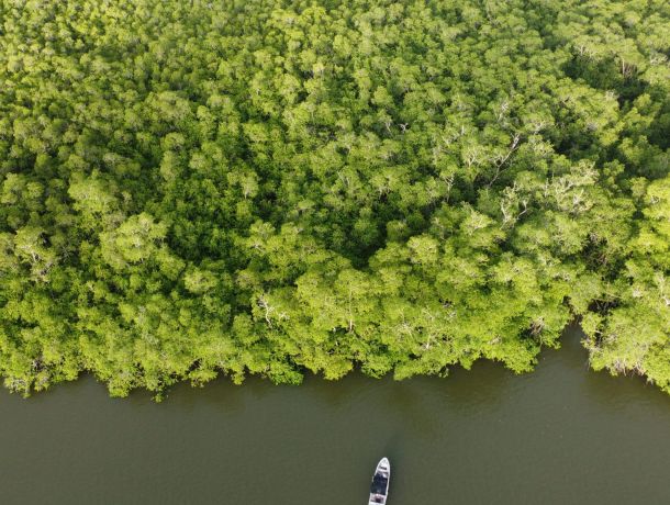 Greenwashing: la industria del discurso verde image