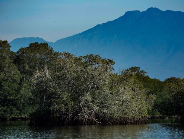 Puerto Barú y el dragado: una amenaza directa a los manglares de David image