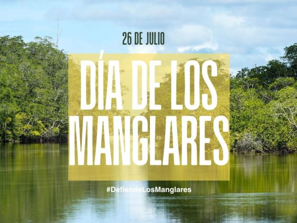 Día Internacional de los Manglares 2026: por qué proteger los Manglares de David es proteger nuestro futuro image
