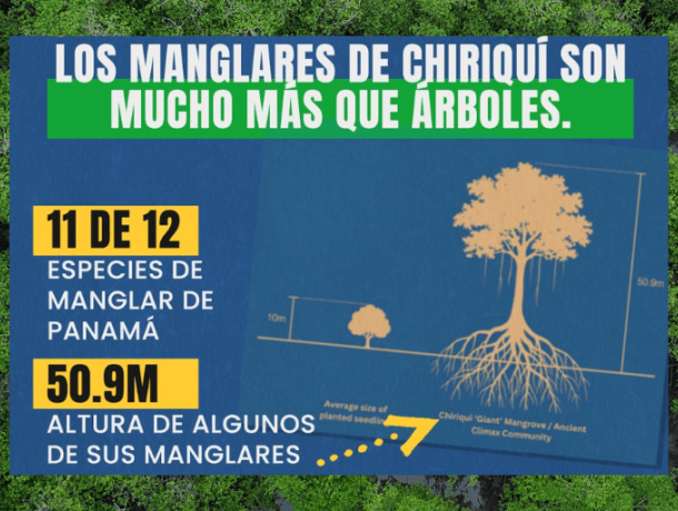 Manglares de Chiriquí: ¿estamos viendo la misma historia otra vez? image