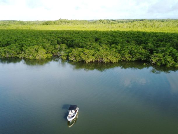 Manglares Panamá: Concesión administrativa en áreas protegidas image