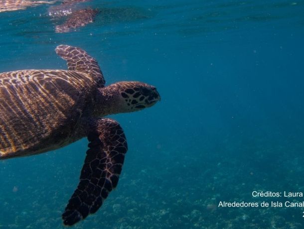 Tortuga Carey: la especie clave que conecta los arrecifes de coral y los manglares de David image
