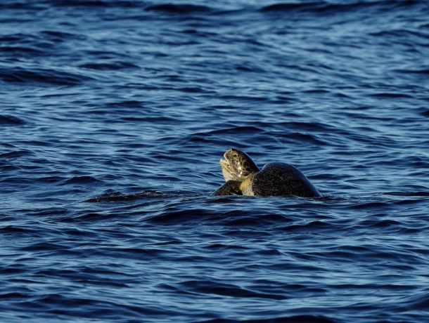 Mes de los Océanos en Panamá proteger manglares es proteger el Océano image